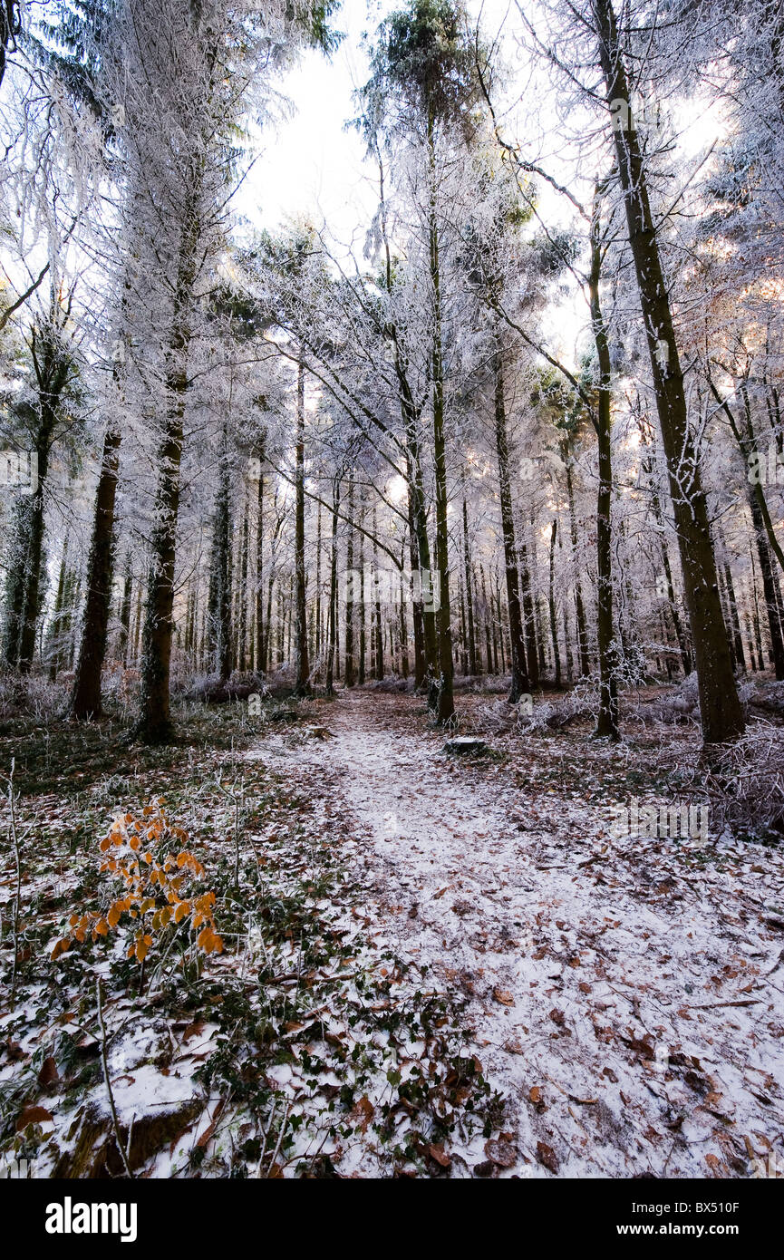 Winter scenes in Somerset, England, UK. Frosty fields and frozen mixed