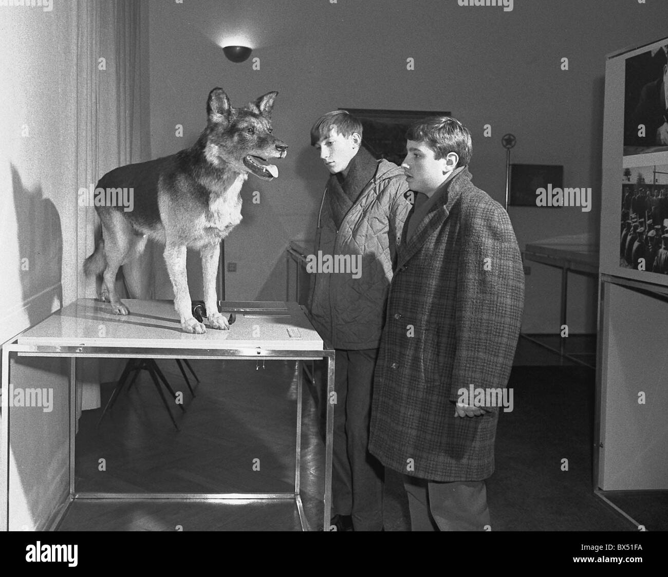 Service animal, K9 Stock Photo Alamy