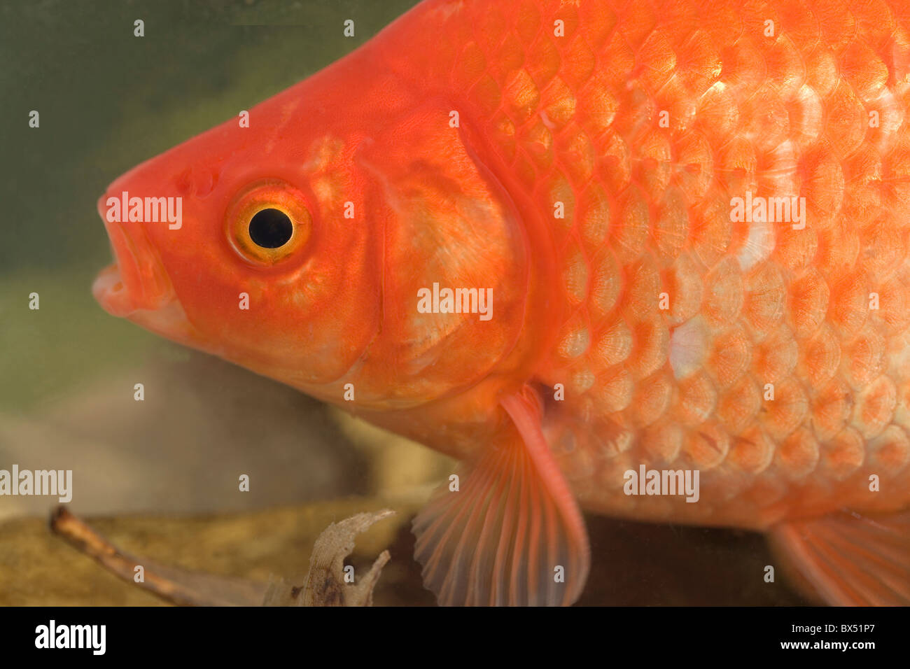 Goldfish Carassius auratus. Head end showing mouth, eye, gill cover, body scales, pectoral fin. Stock Photo