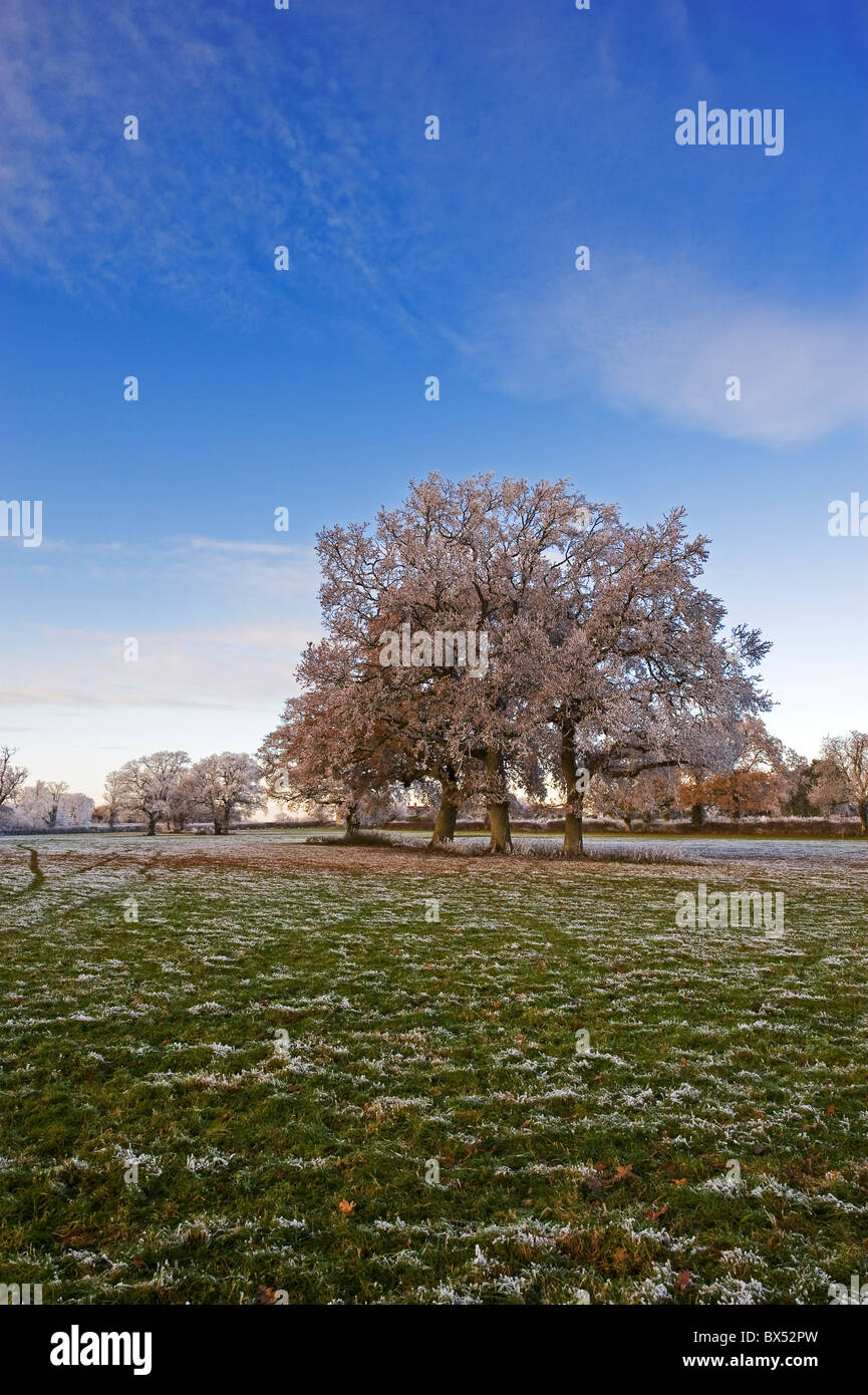 Winter scenes in Somerset, England, UK. Frosty fields and frozen mixed woodland, dusted with snow. Biting cold winter. Tree Stock Photo