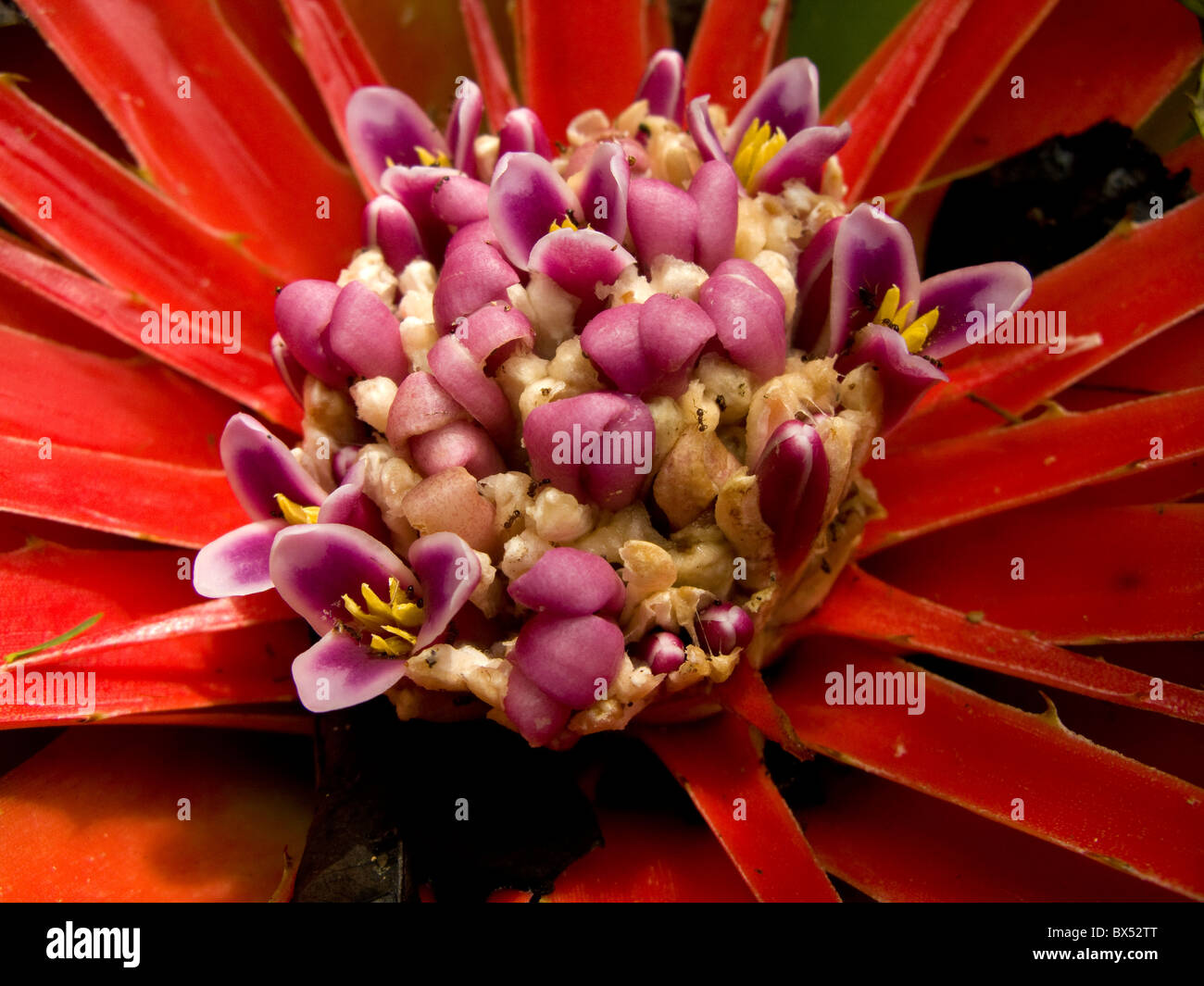 Detail of a land flowering Bromelia humilis from Venezuela, showing their central inflorescence Stock Photo