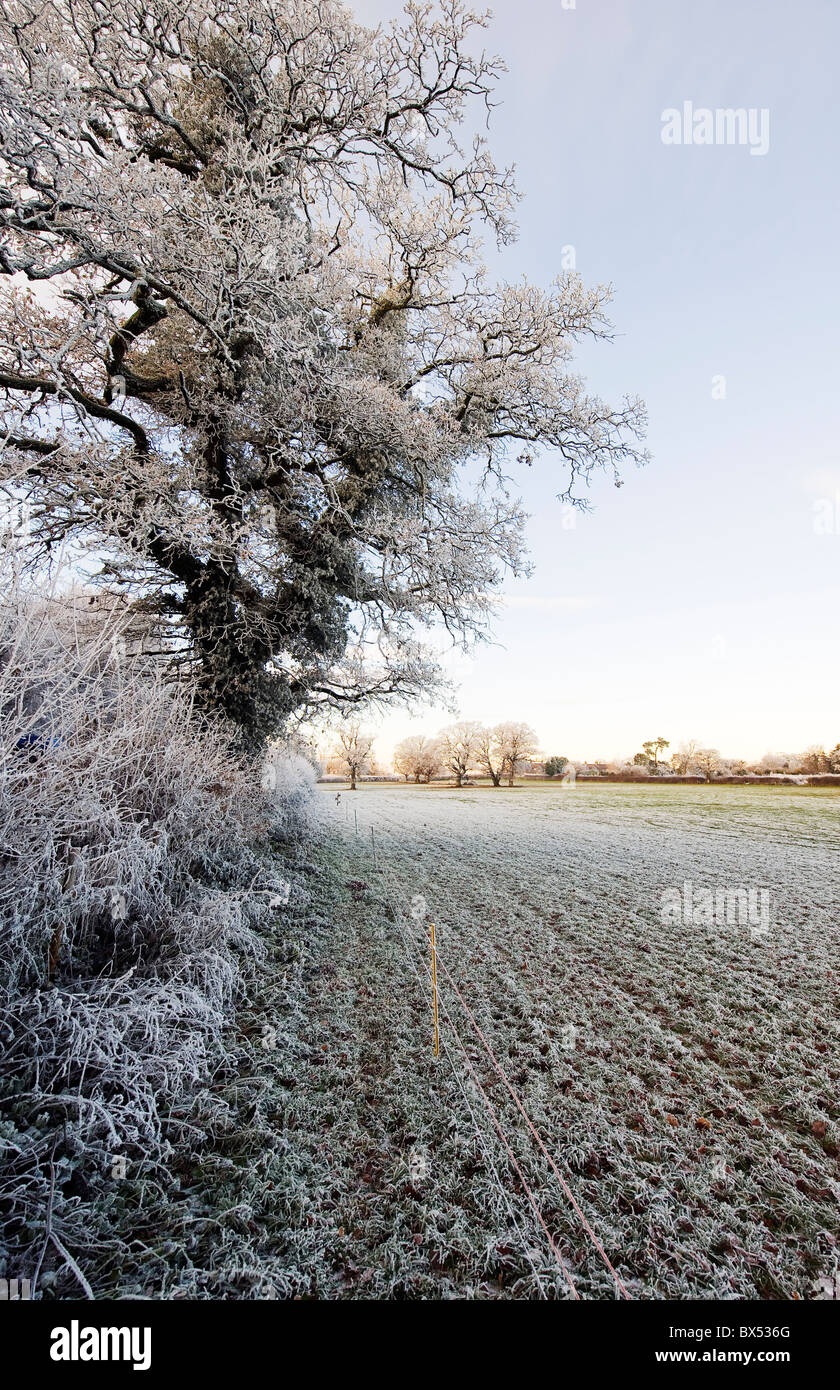 Winter scenes in Somerset, England, UK. Frosty fields and frozen mixed woodland, dusted with snow. Biting cold winter. Stock Photo