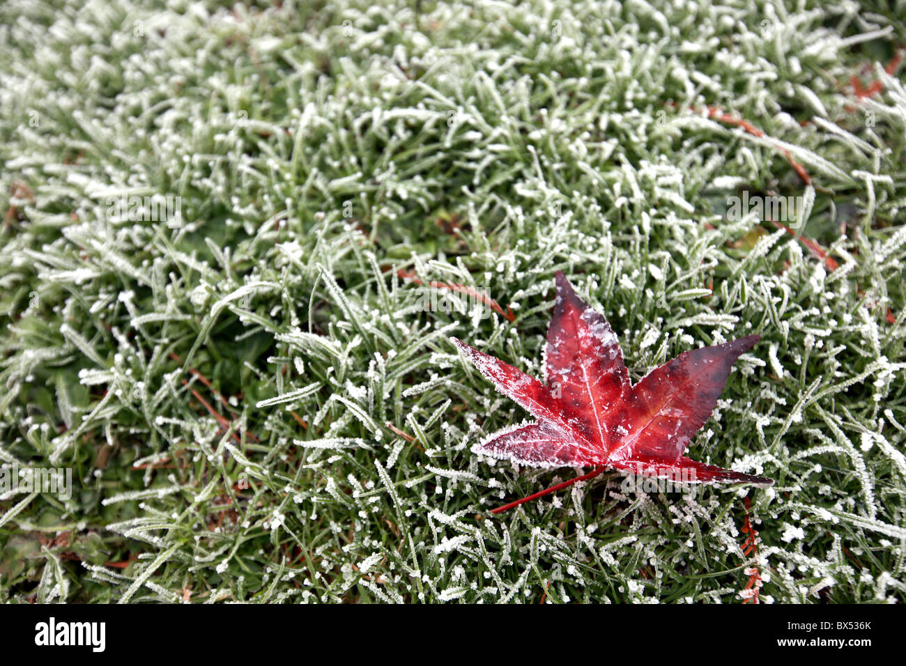 Pic by Mark Passmore/markpassmore.com. 12/09/2010. A red leaf pictured on a frosty grass lawn. Stock Photo