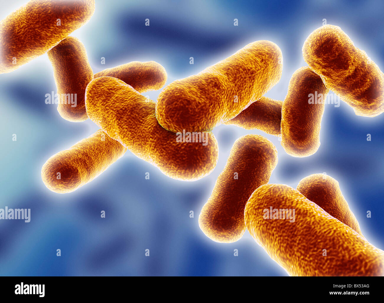 Rod shaped bacillus bacteria Stock Photo
