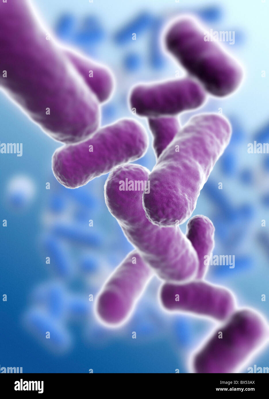 Rod shaped bacillus bacteria Stock Photo