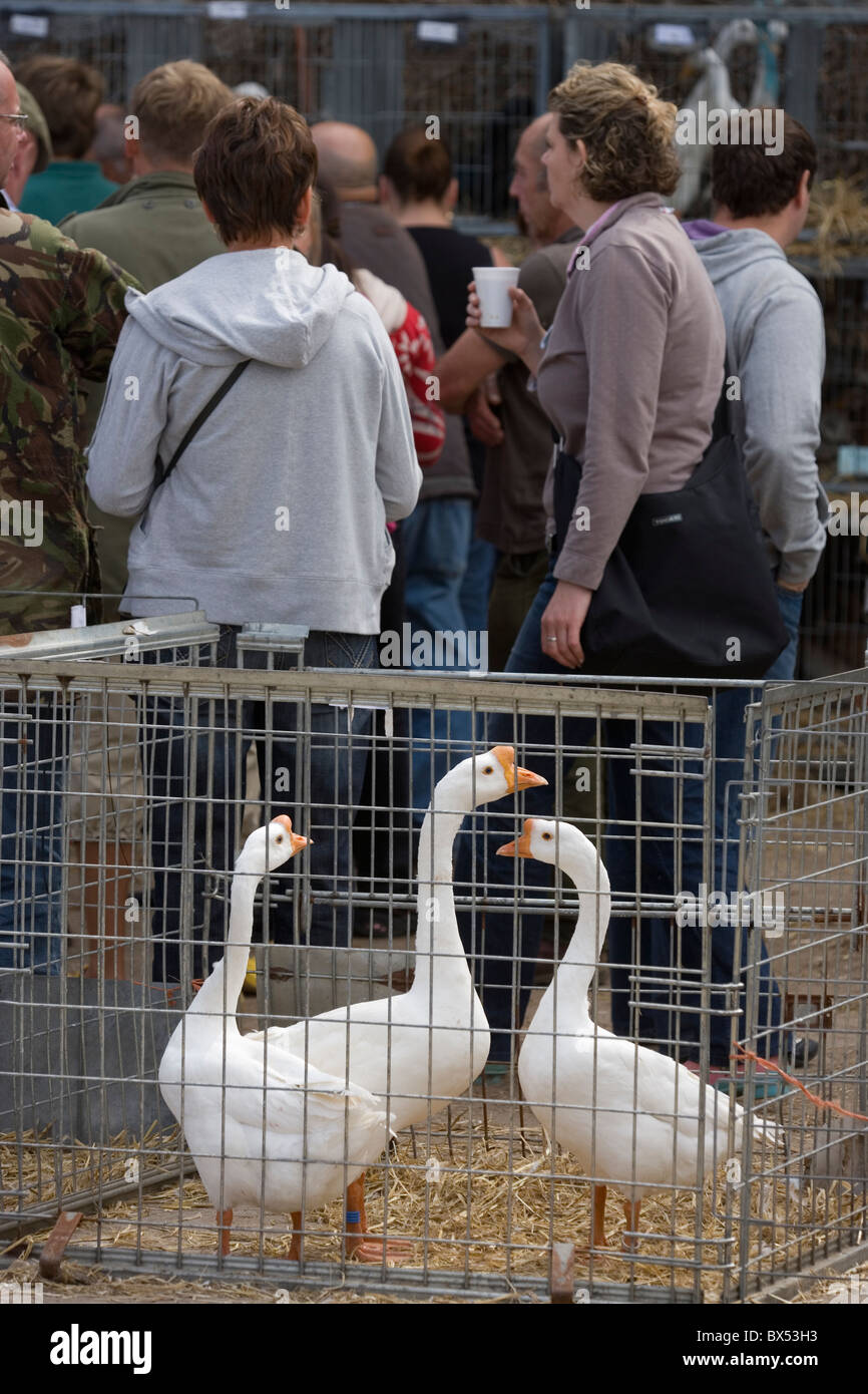 Domestic Poultry Auction Sale, Suffolk, East Anglia; UK. White Chinese Geese (Anser cygnoides), in foreground pen. Stock Photo