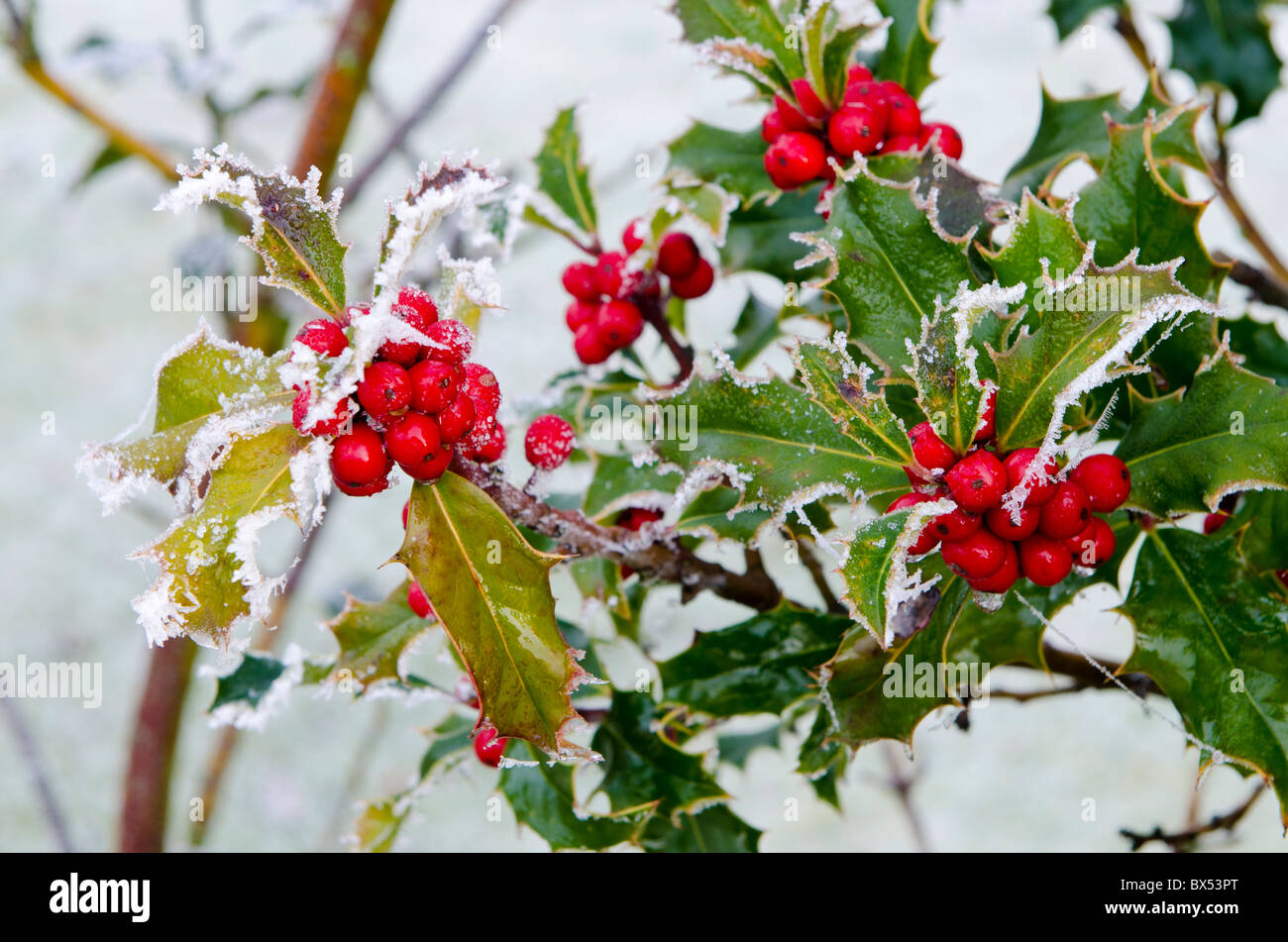 Holly and berries in snow Stock Photo - Alamy