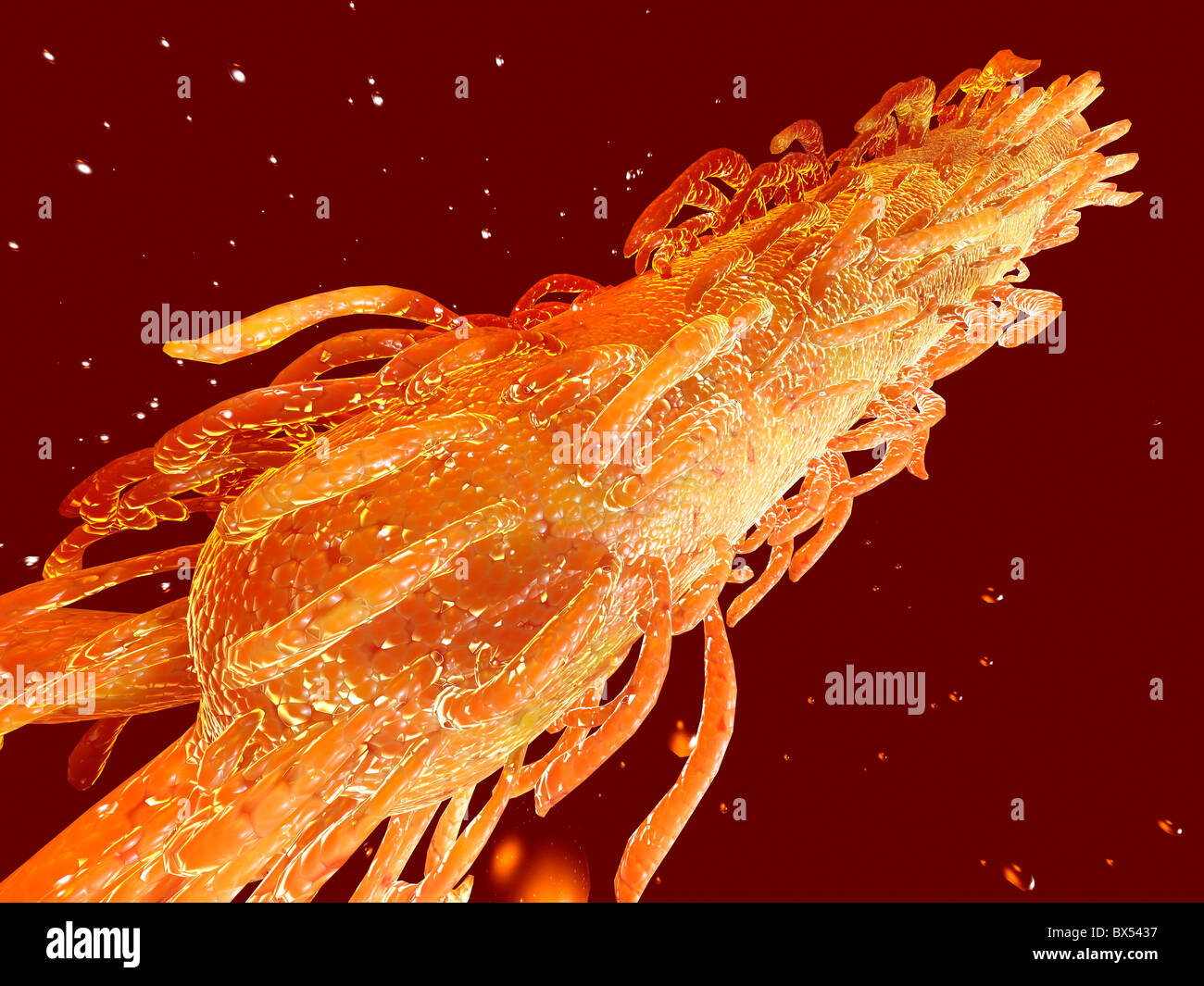 E coli bacterium, computer artwork Stock Photo