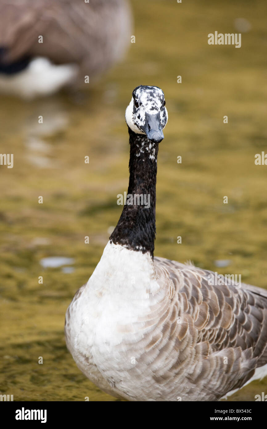 Canada Goose Branta canadensis. Aberrant white plumage on the face and head of an individual. Stock Photo