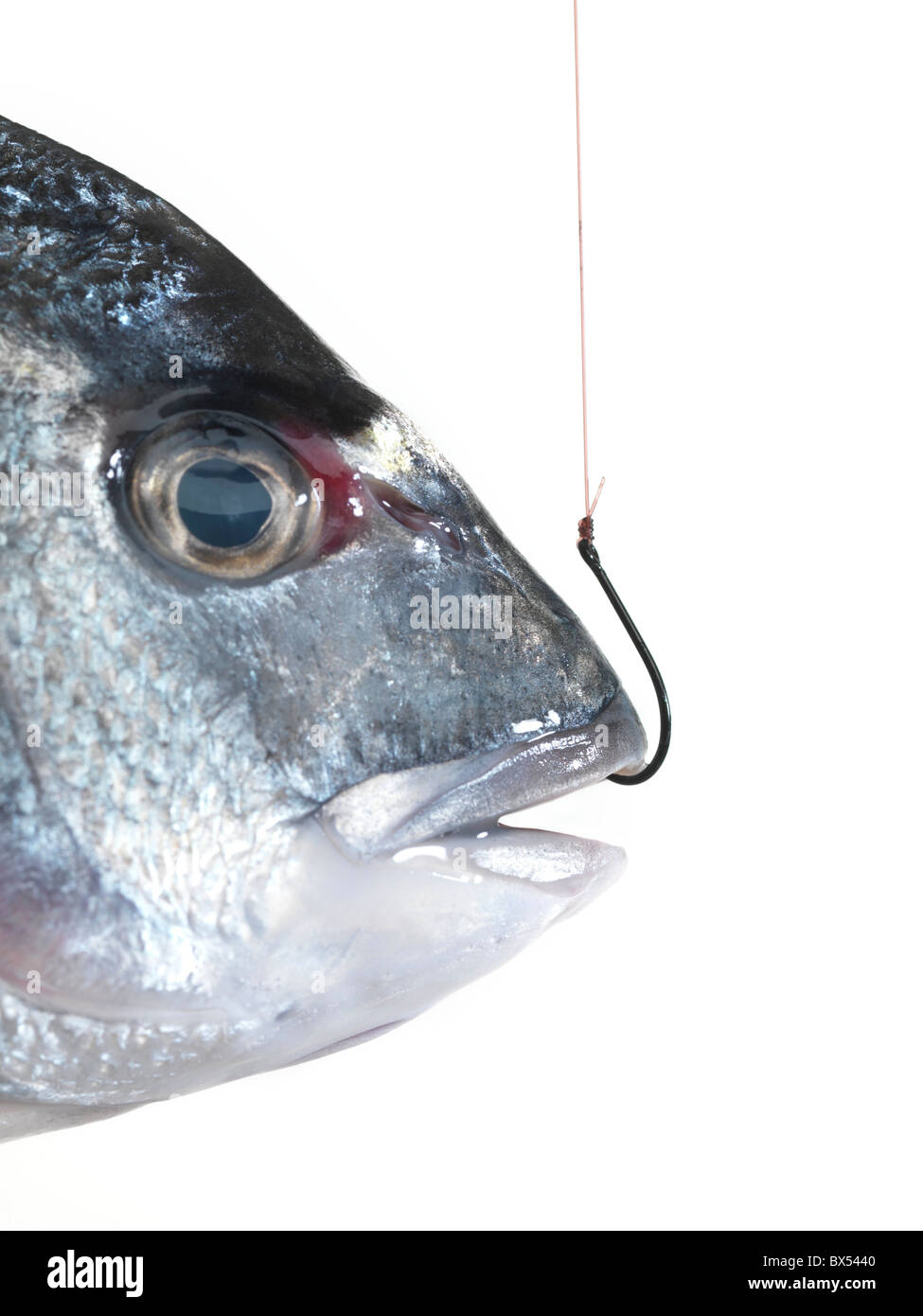 White fish hanging on a fishing line with a hook. Stock Photo by  ©George7423 313360554