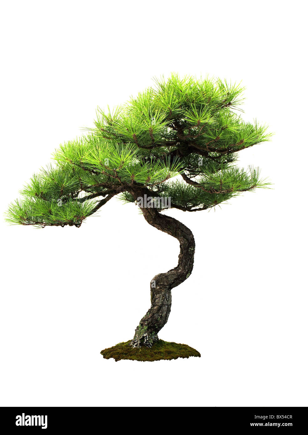 September 2010 - Bonsai tree - Japanese red pine - Pinus densiflora Stock Photo