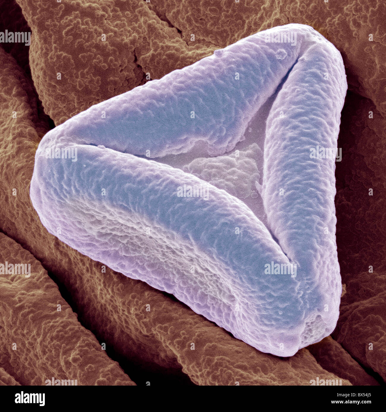 Bottlebrush pollen, SEM Stock Photo