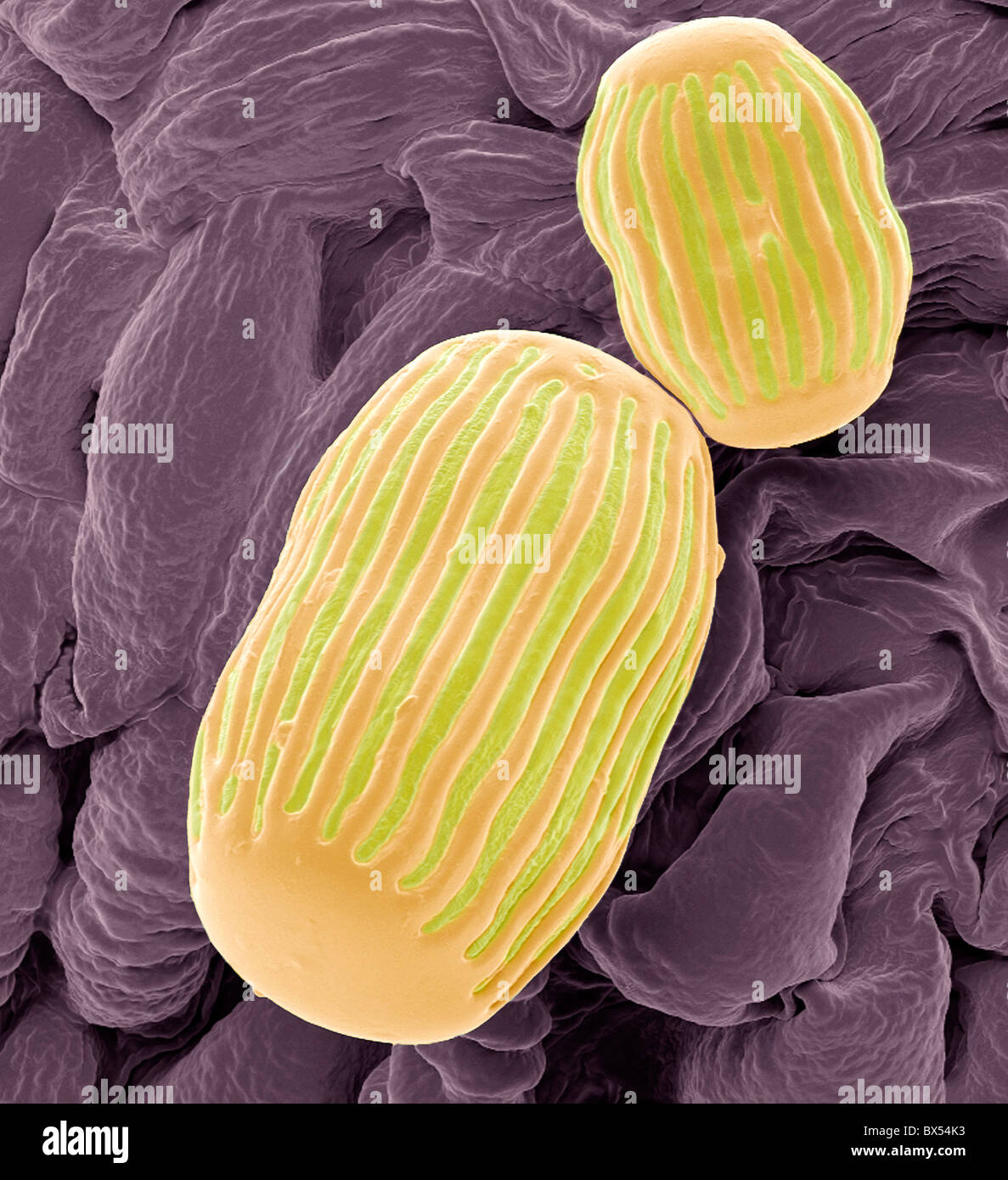 Pollen grains electron micrograph hires stock photography and images