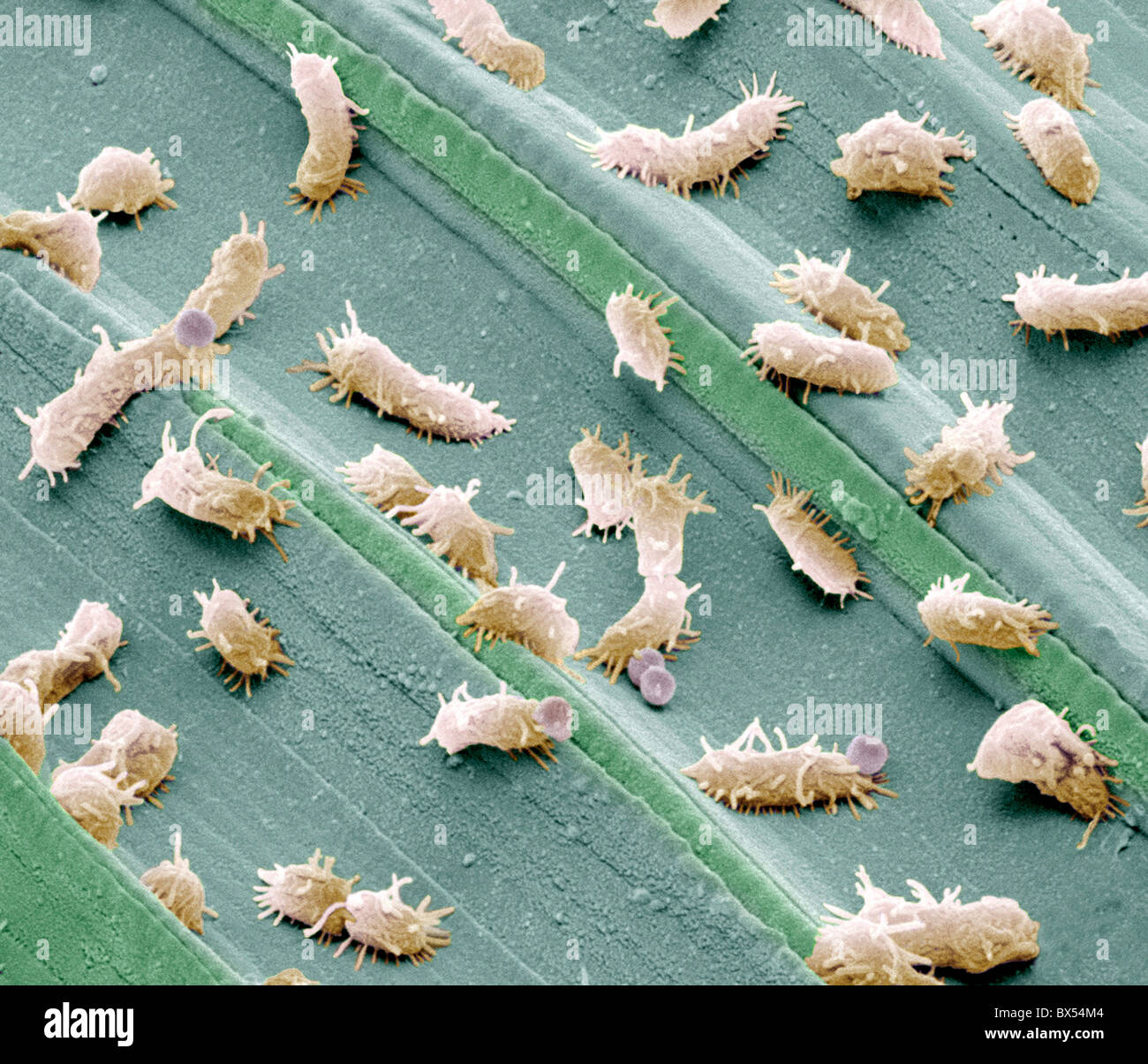 Microorganism bacteria sem leaf hi-res stock photography and images - Alamy