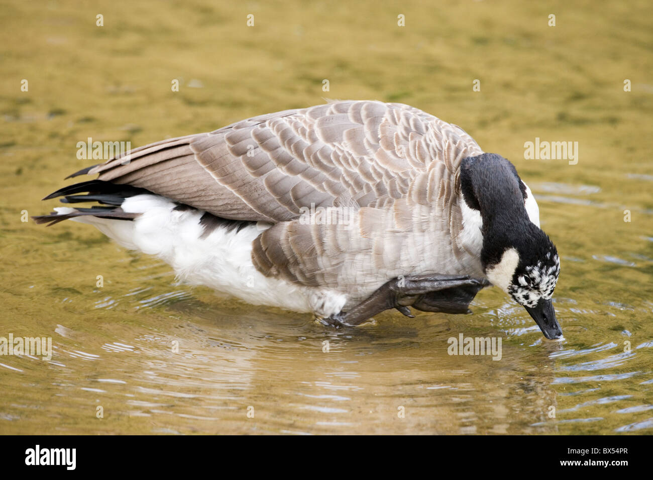 Wild Canada Goose Branta canadensis. Standing in shallow water scratching face with foot. Aberrant showing partial albinism face. England. Stock Photo