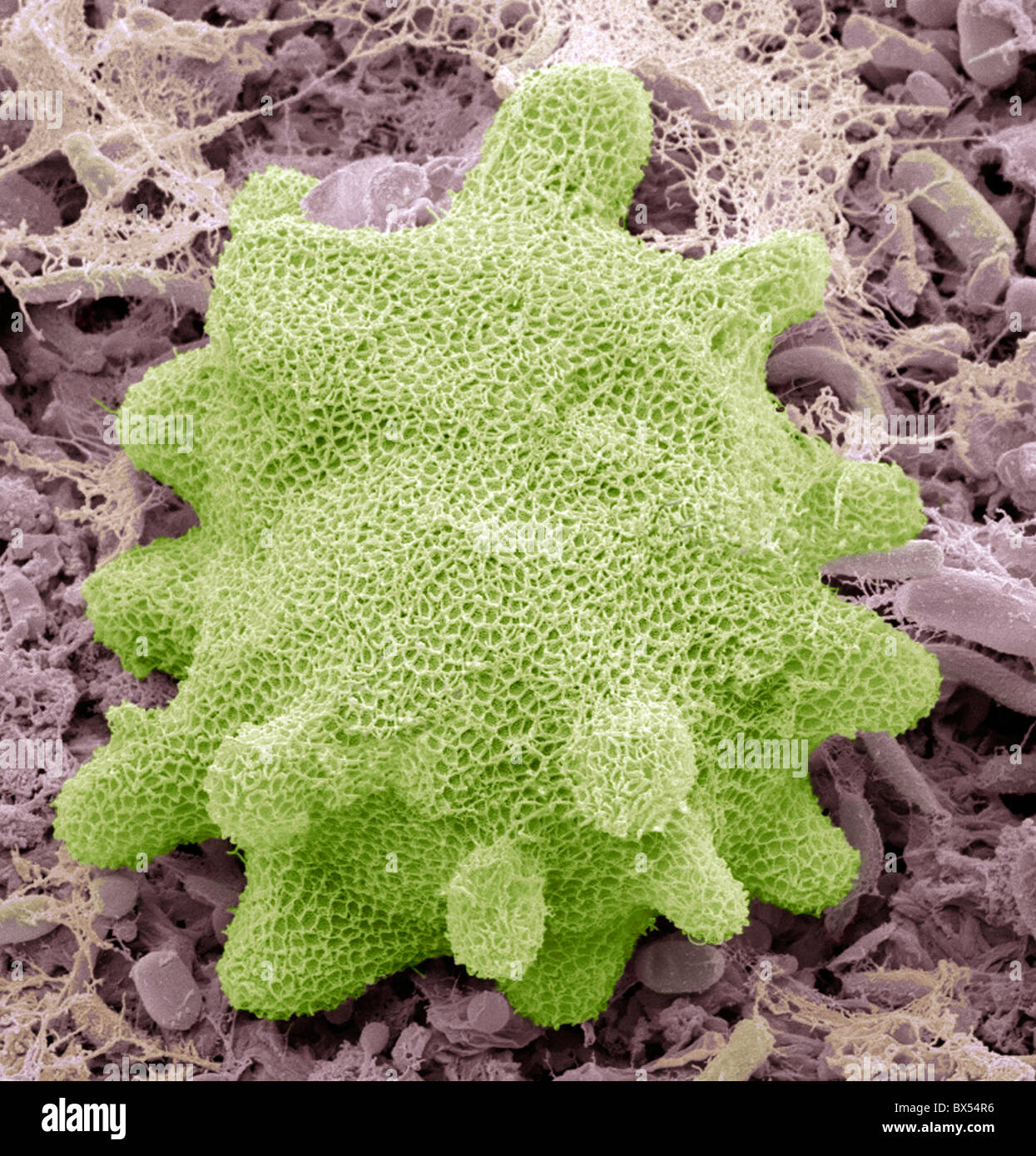 Freshwater sponge spongilla hires stock photography and images Alamy