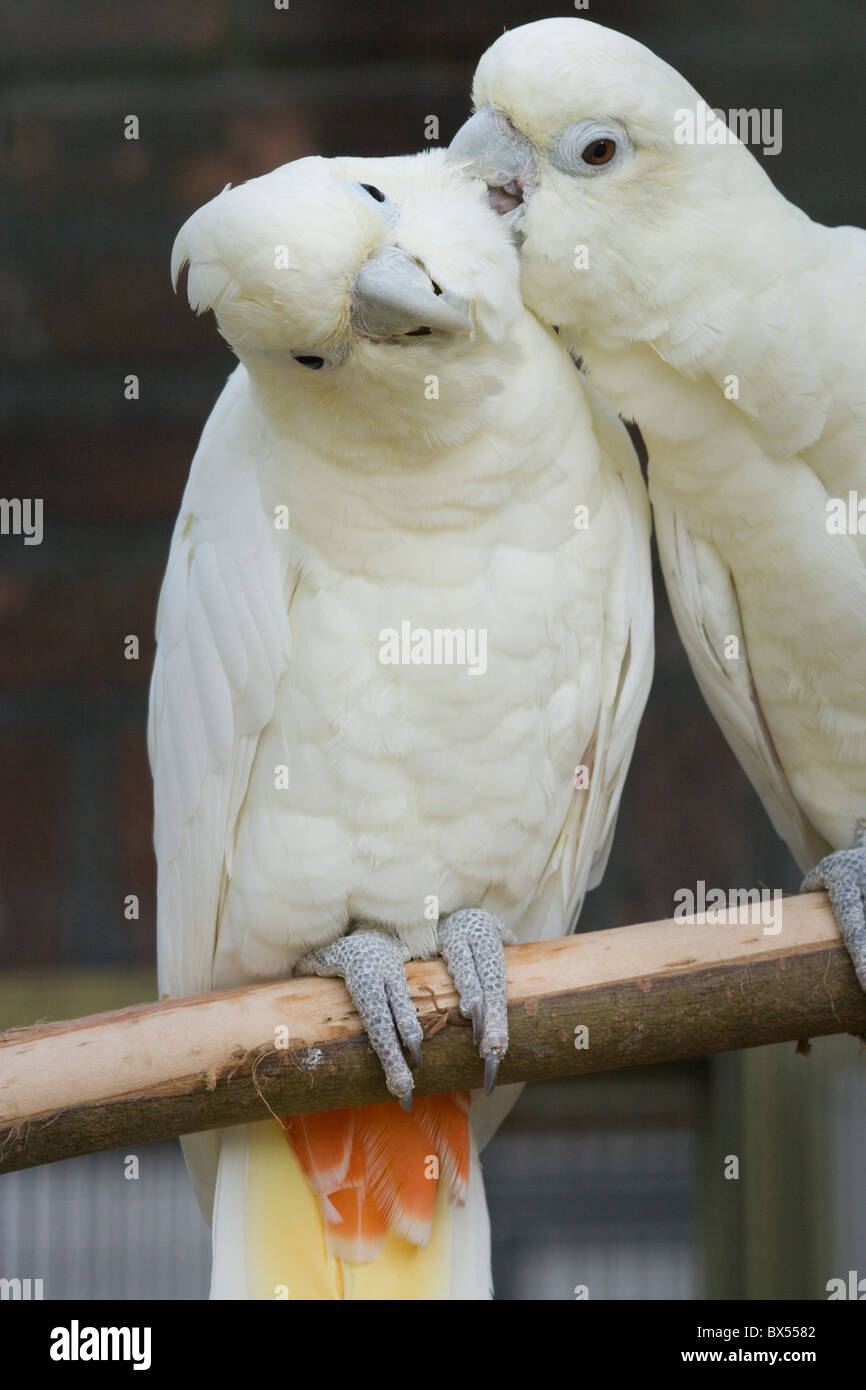 Philippines or Redvented Cockatoos (Cacatua haematuropygia). Mutual