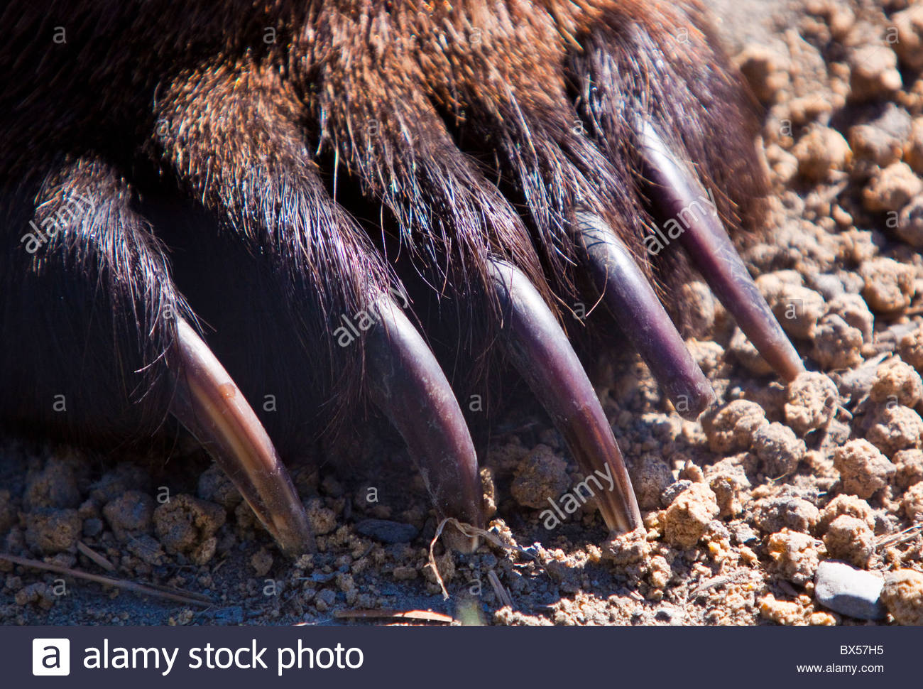 extreme-close-up-of-grizzly-bear-claw-BX57H5.jpg
