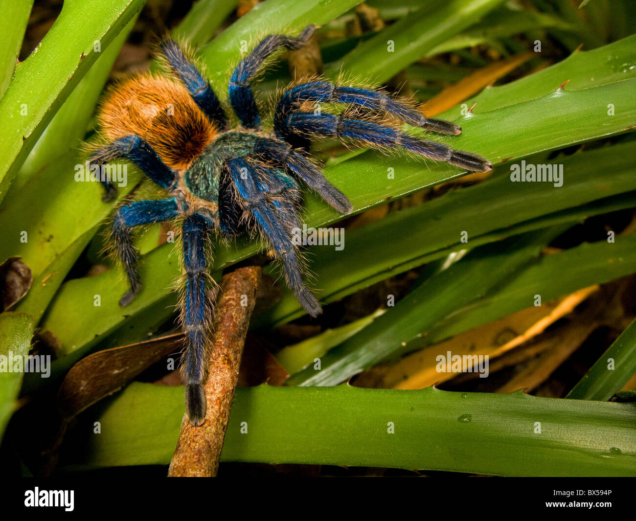 Blue tarantula spider from venezuela (Chromatopelma cyaneopubescens) Stock Photo