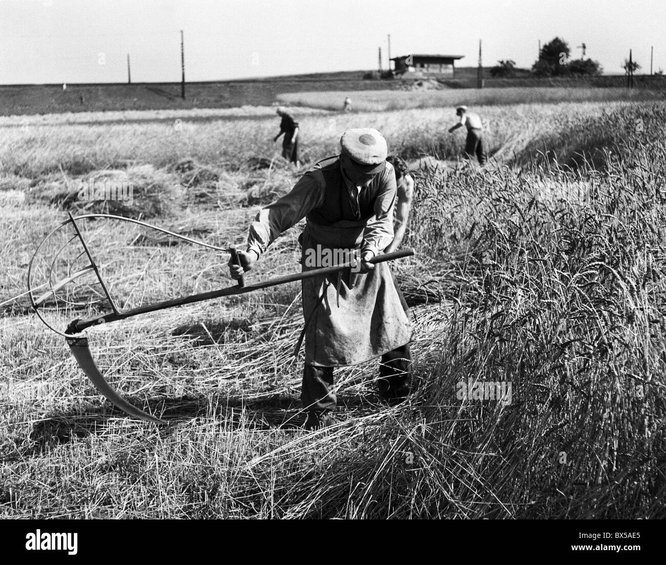 Czechoslovakia 1948. Farmer uses old fashion scythe to harvest wheat