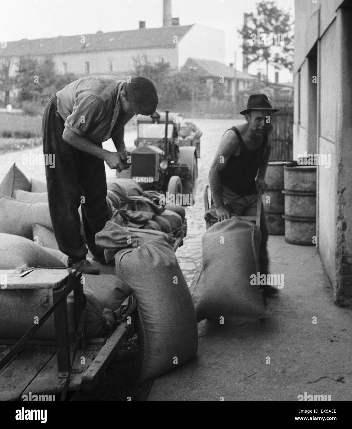Czechoslovakia - Reporyje 1948. Harvested wheat is collected and stored in bags before being milled for flour. CTK Vintage Stock Photo