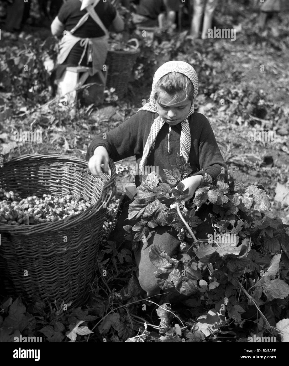 Czechoslovakia - 1948. Student picks hops, an important ingredience in beer brewing. CTK Vintage Photo Stock Photo