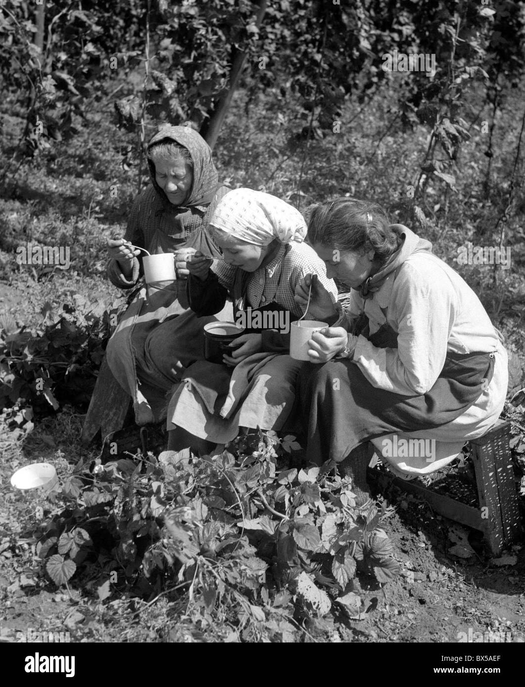 Czechoslovakia - 1948. Students pick hops, an important ingredience in beer brewing. CTK Vintage Photo Stock Photo