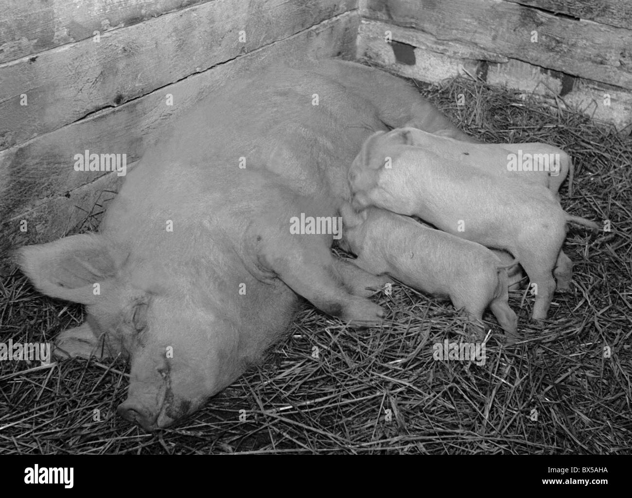 Milkfed Hi res Stock Photography And Images Alamy milkfed-hi-res-stock-photography-and-images-alamy