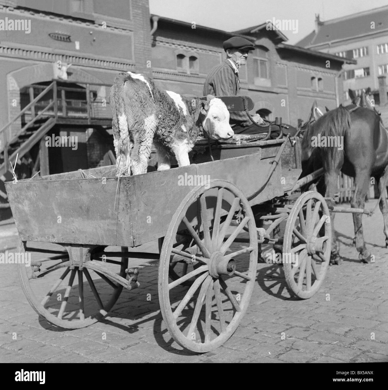 Vintage Black and White Photo Reprint Barn Cows Horses Carriage People Farm 