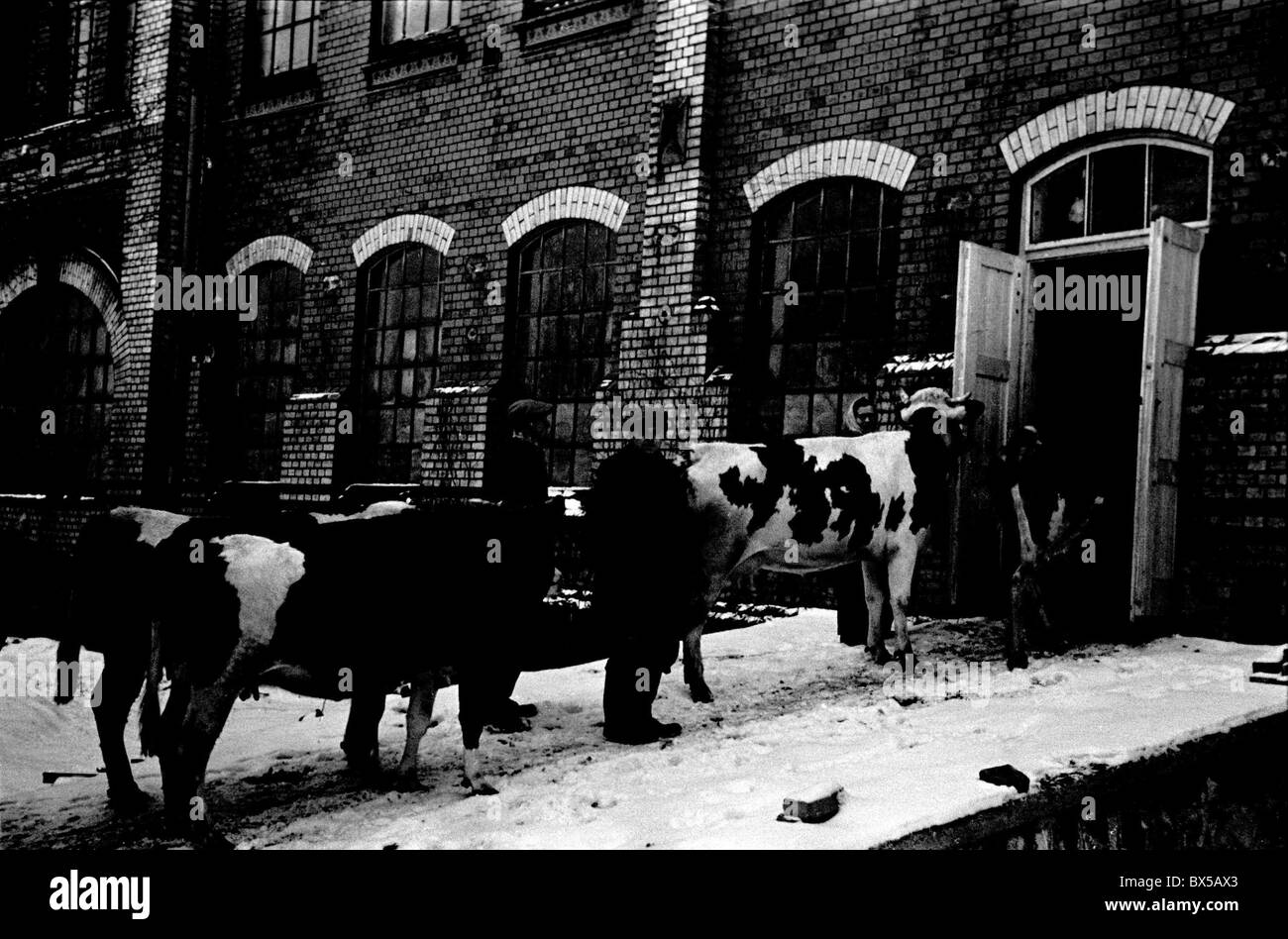 Livestock Black and White Stock Photos & Images Alamy