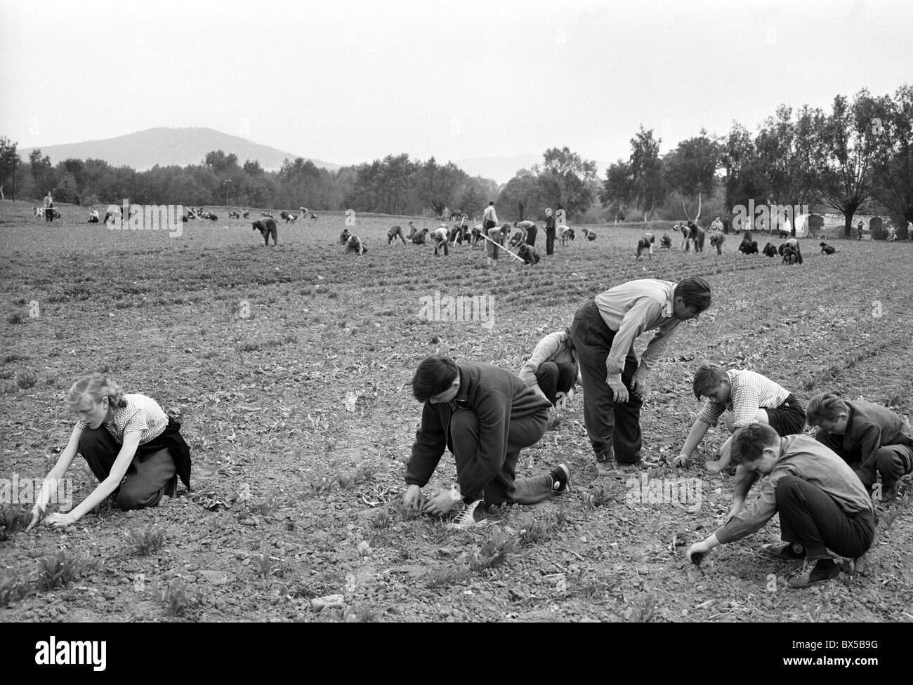 High School students learn agricultural trade in Strakonice, Czechoslovakia 1959. (CTK Photo / Jan Tachezy) Stock Photo