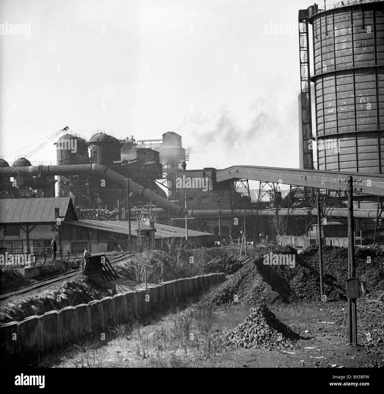 Konev plant Stock Photo