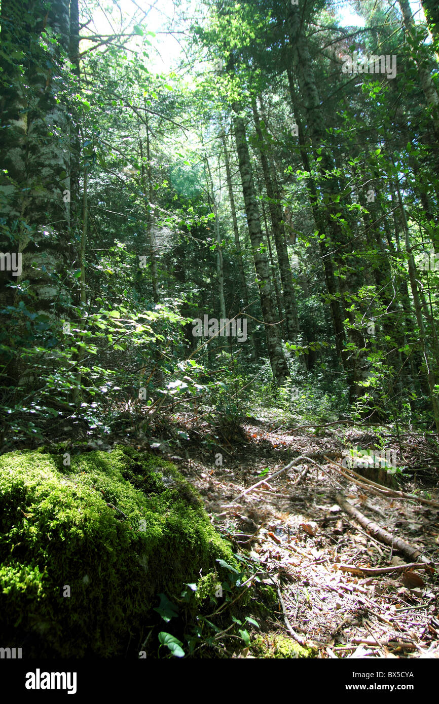 Pyrenees trees forest mountain scenic in summer nature Stock Photo