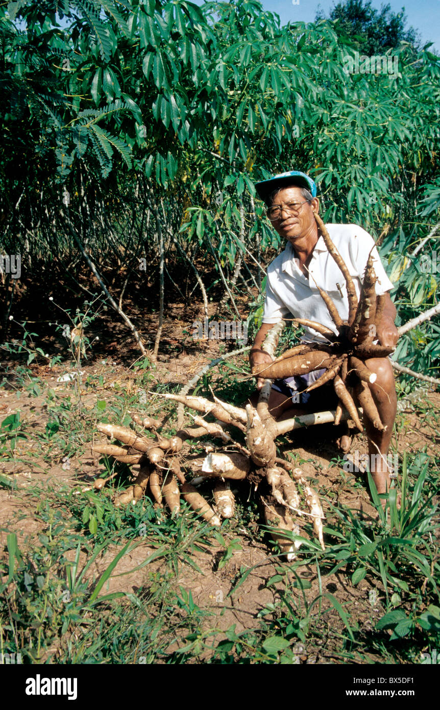 Farmer displaying 'Cassava' roots in field, Stock Photo