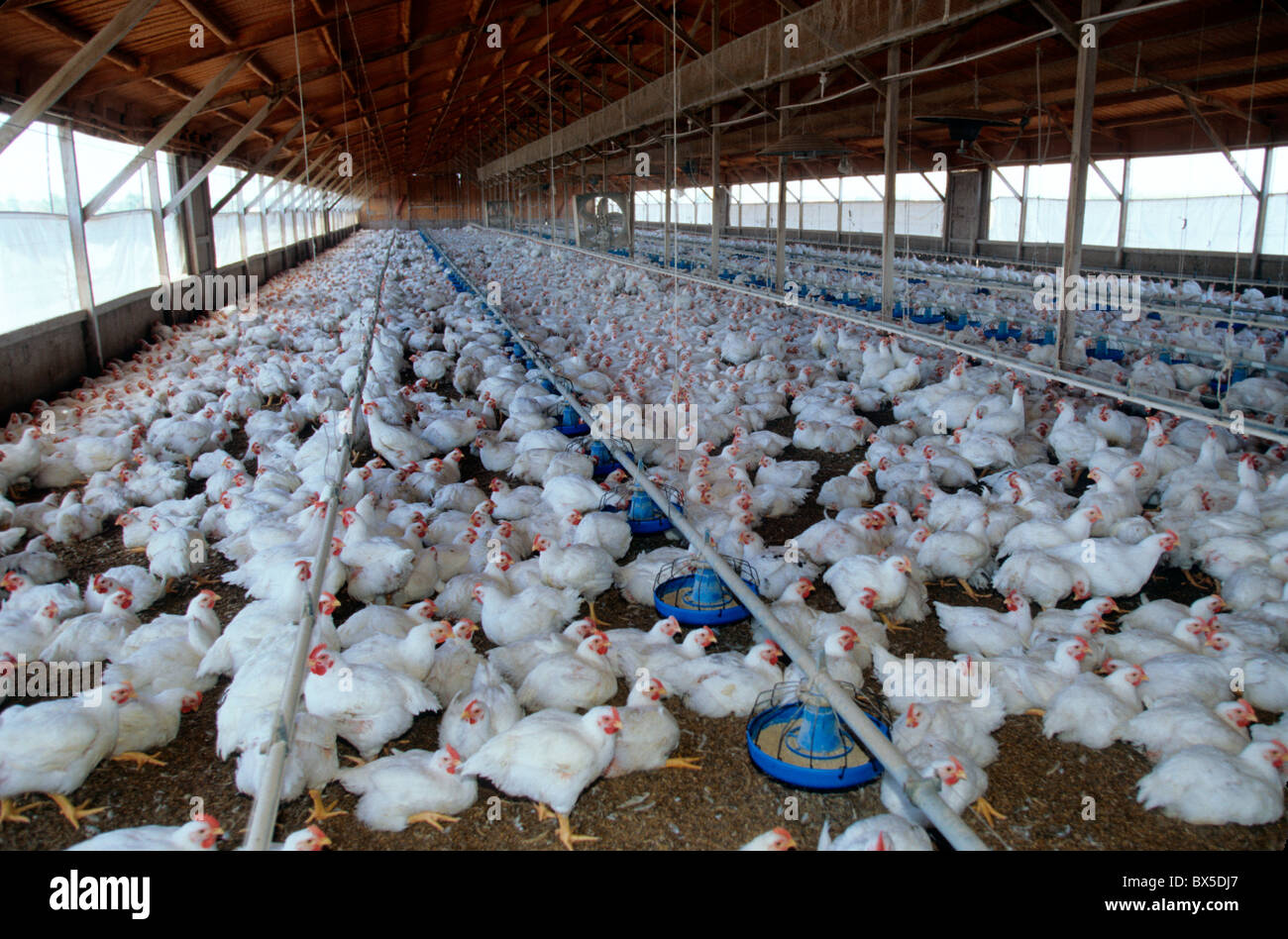 Poultry Chicken Ranch, 'fryers', roaming sheltered structure Stock Photo