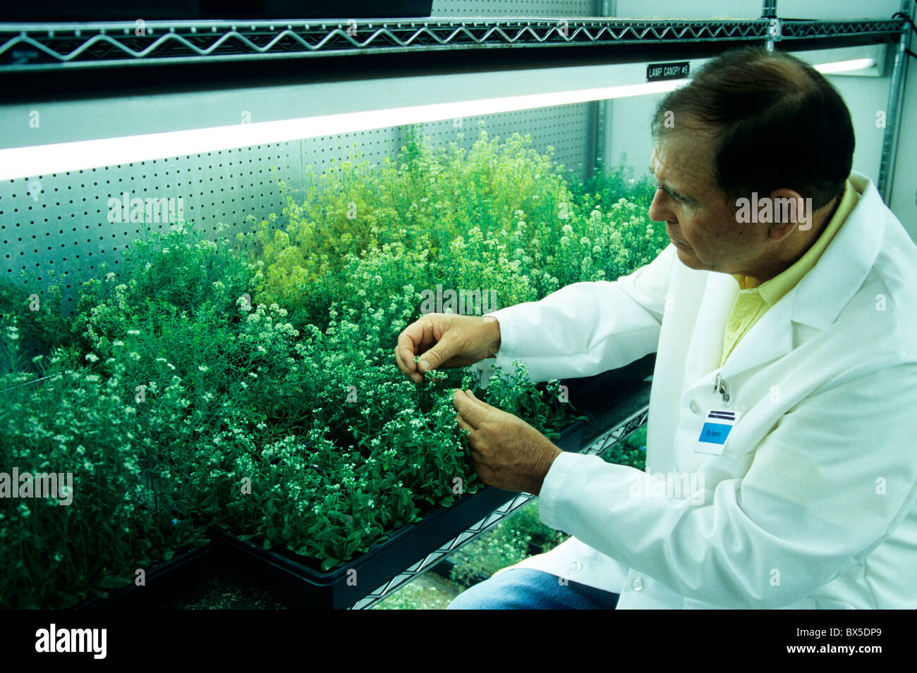 Researcher inspecting Arabidopsis Landsberg 'erecta' , Stock Photo