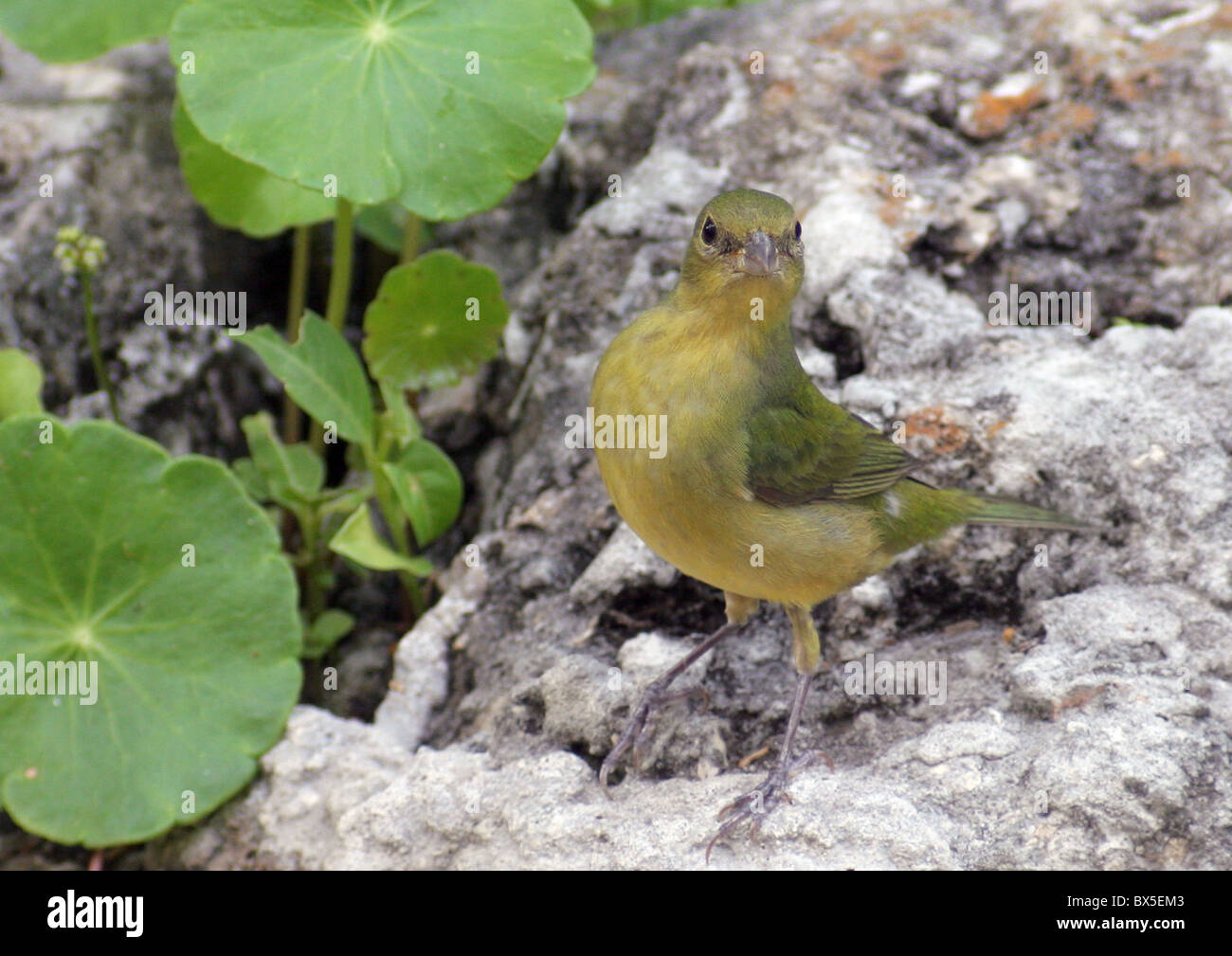 Female Painted Bunting Stock Photo Alamy