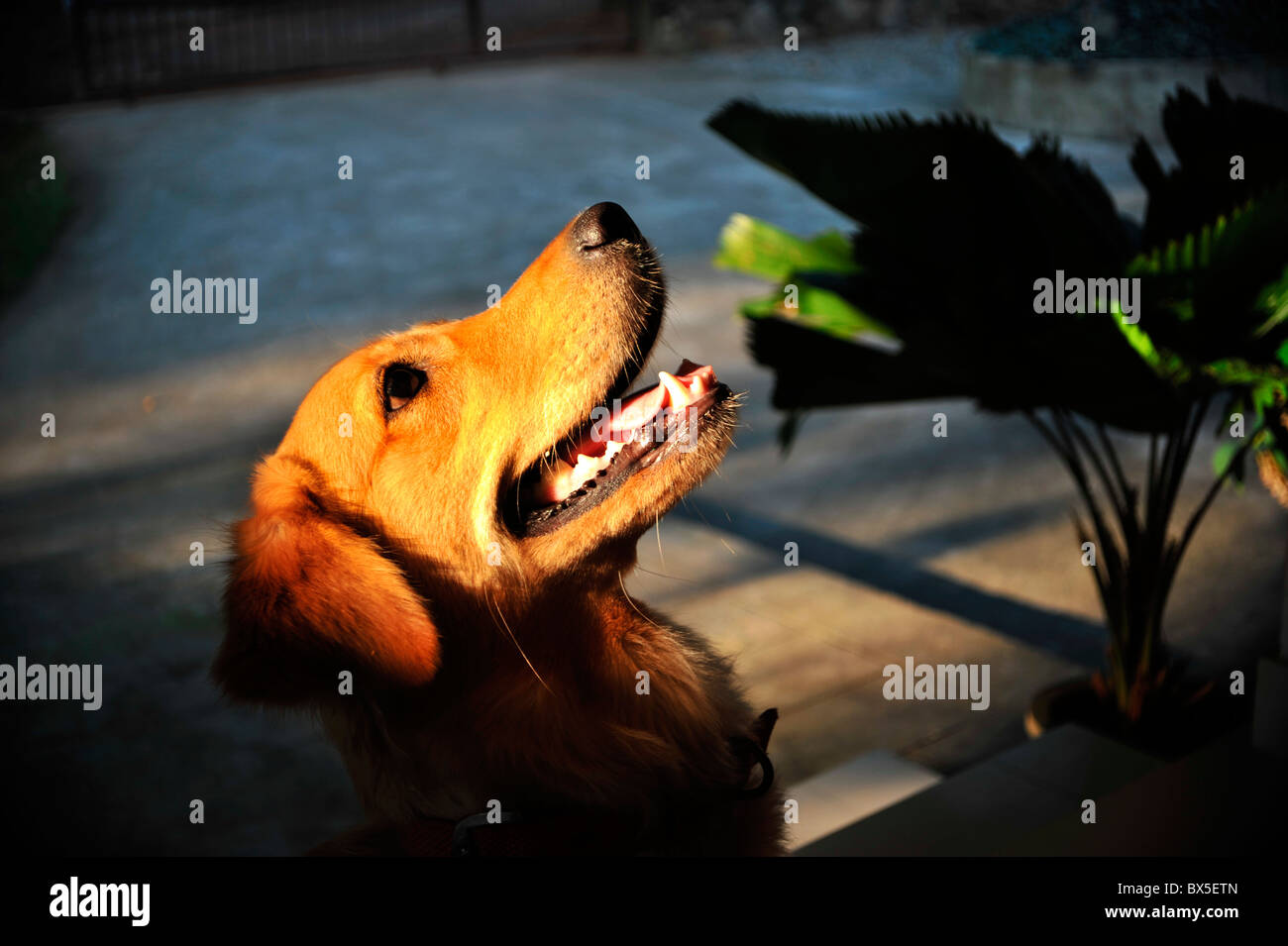 A golden retriever dog looking up Stock Photo - Alamy
