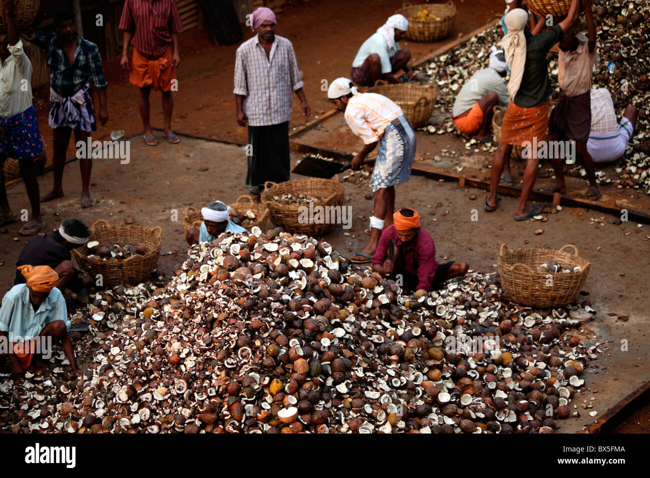 People breaking coconut for oil extraction in Kerala, India Stock Photo Alamy