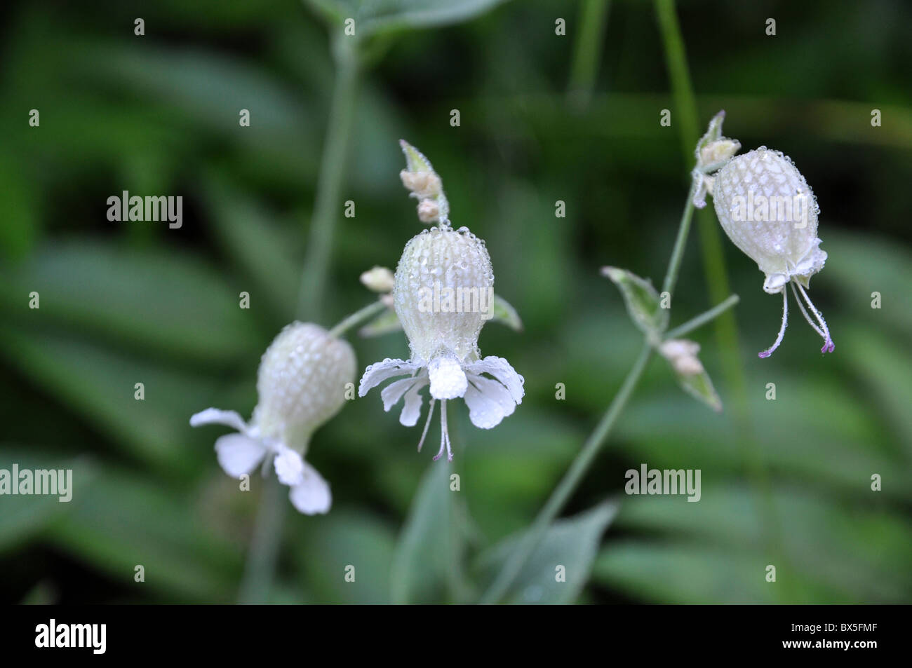 Beautifull image of waterdrops on the flowers of Silene Vulgaris Stock Photo