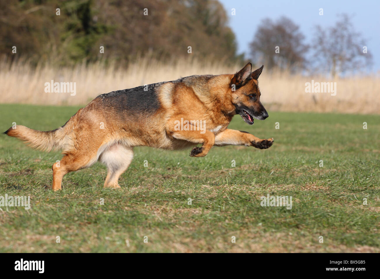 running German Shepherd Stock Photo Alamy