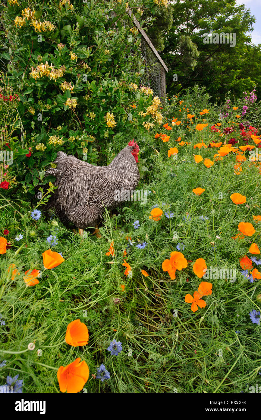 Plymouth rock rooster hi-res stock photography and images - Alamy