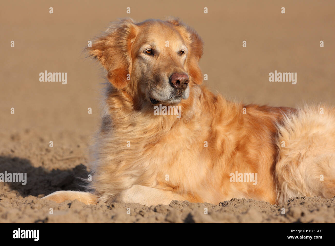 Why Do Golden Retrievers Faces Turn White
