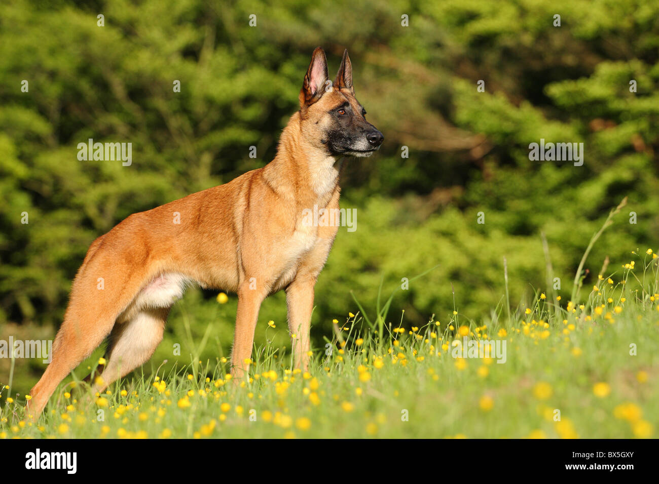 Malinois flower field hires stock photography and images Alamy