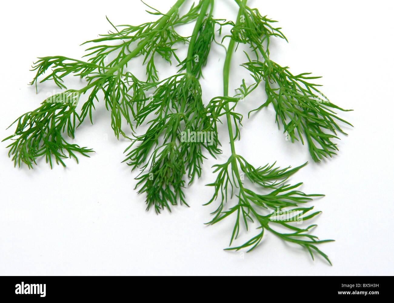 DILL (anethum graveolens) a perennial herb Stock Photo - Alamy