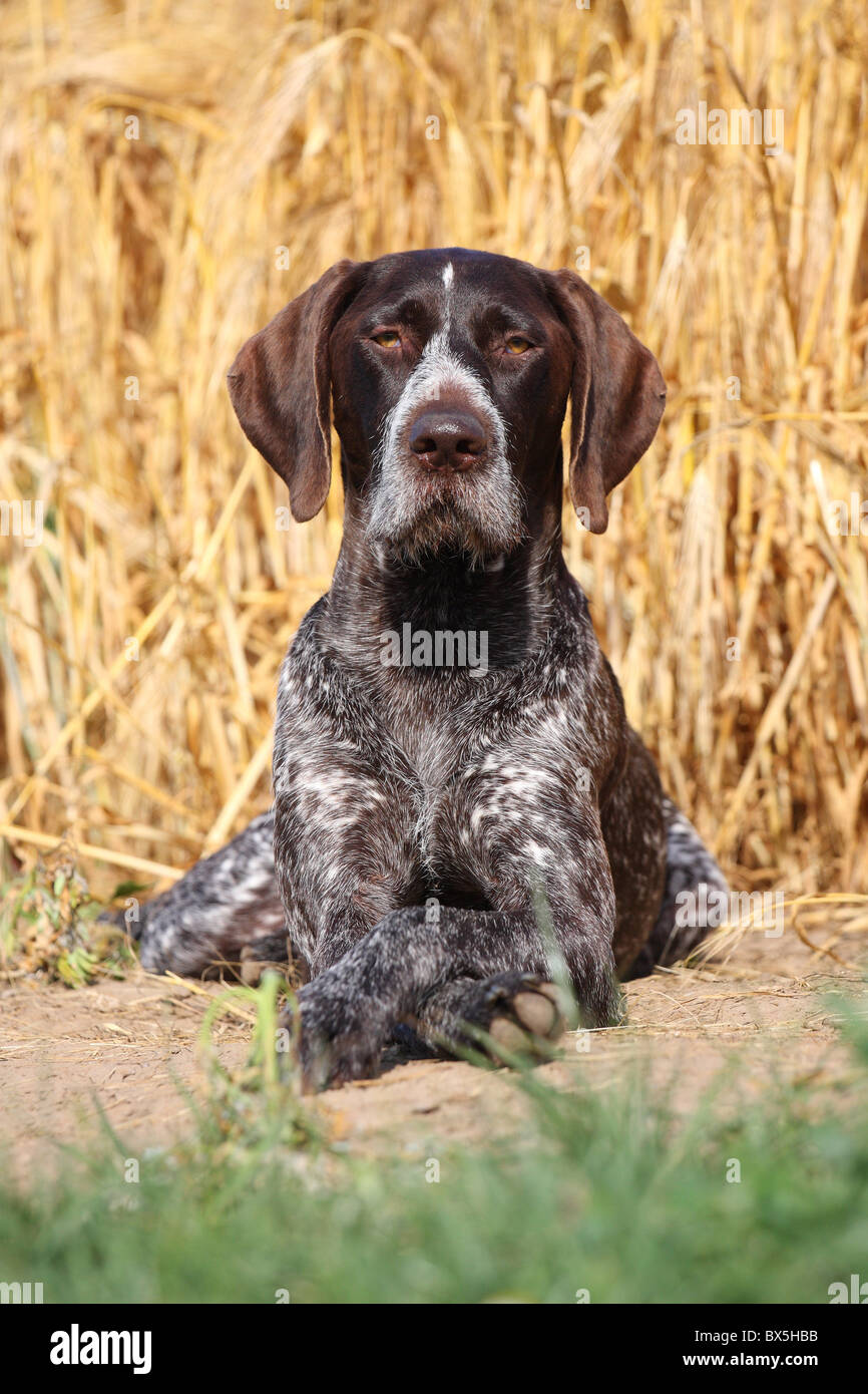 German wirehaired Pointer Stock Photo