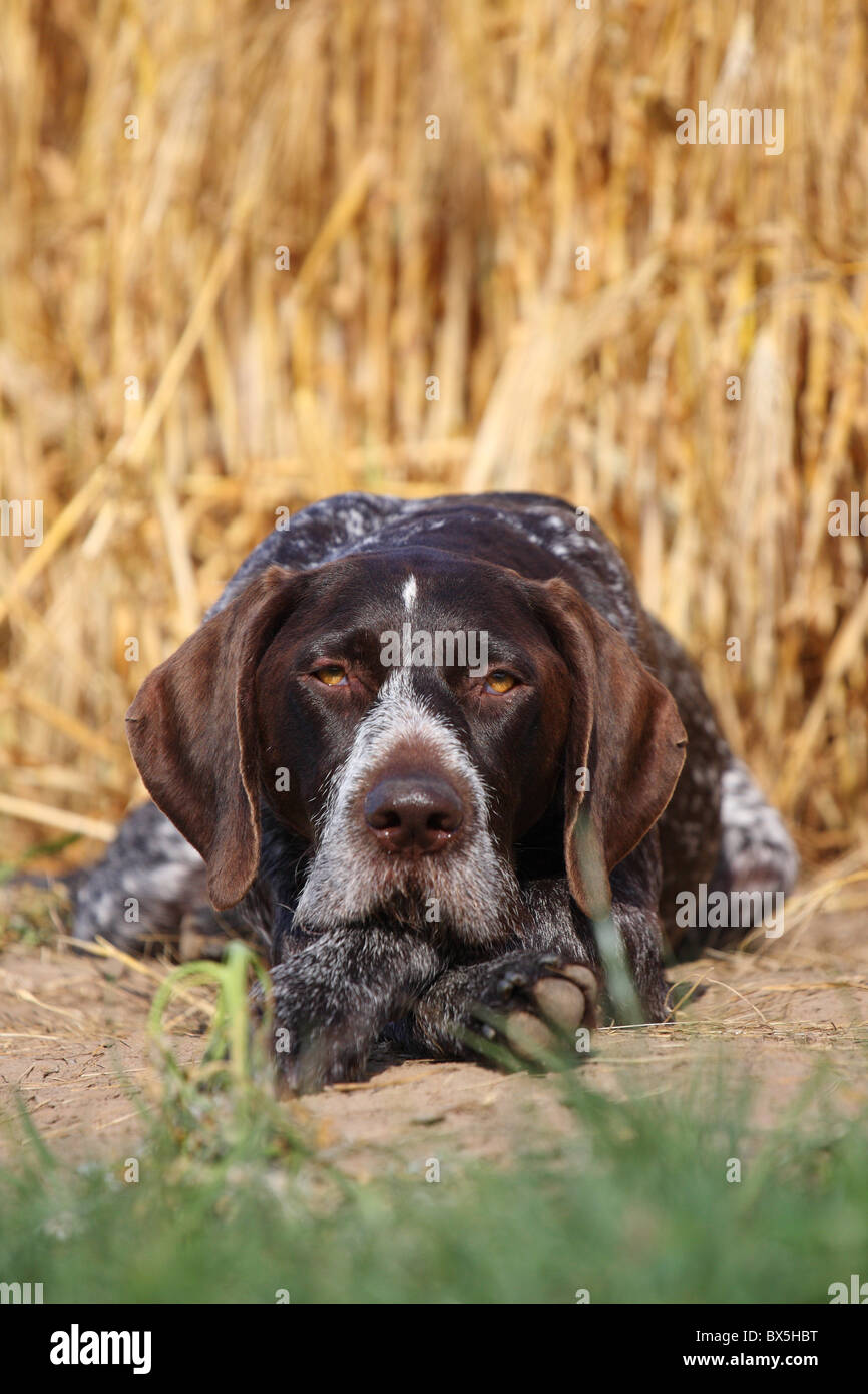 German wirehaired Pointer Stock Photo - Alamy