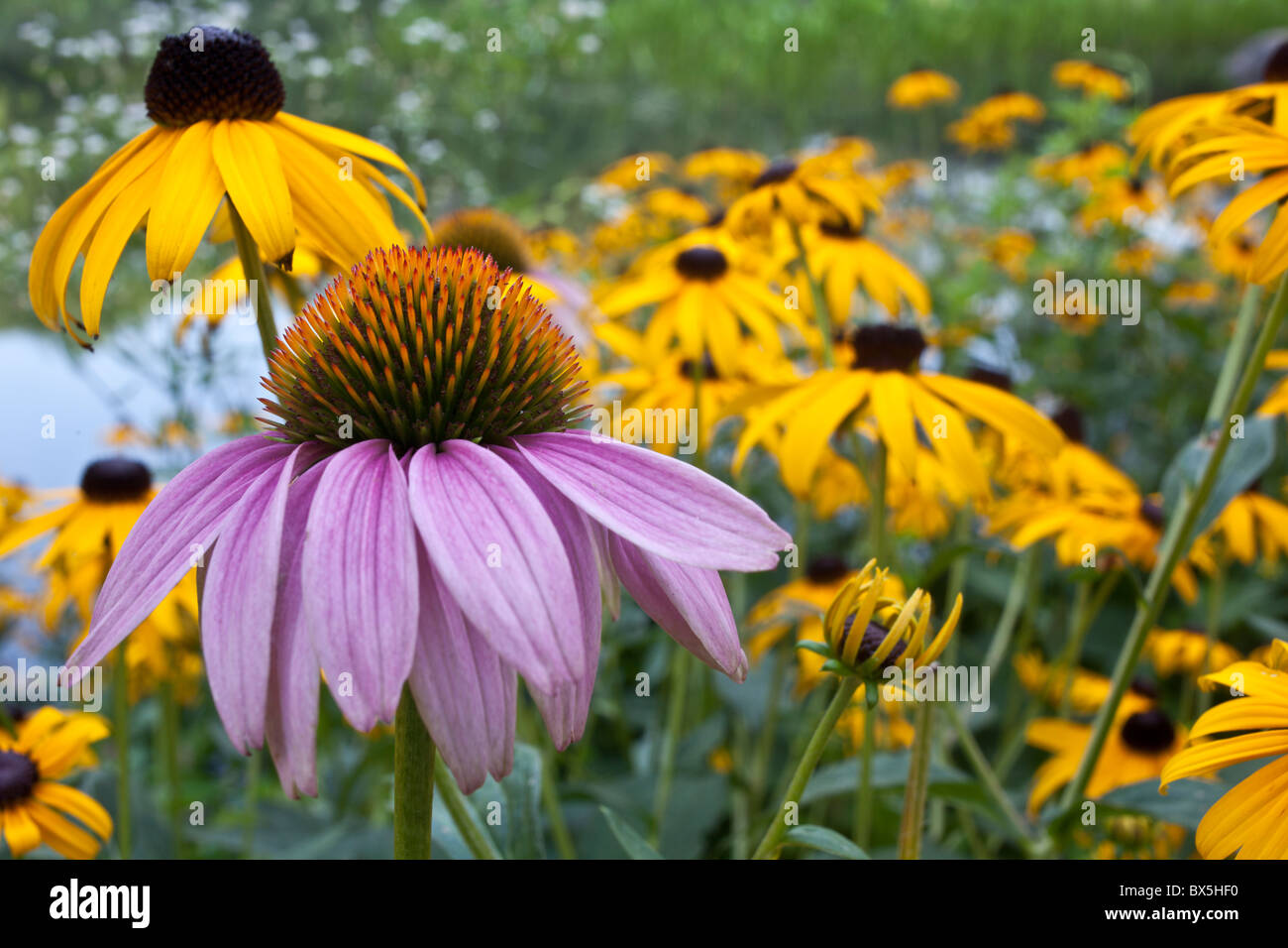 Central Park New York City flowers in summer Stock Photo Alamy