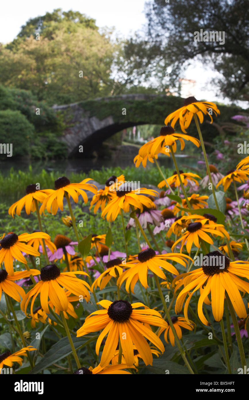 Central Park New York City flowers in summer Stock Photo Alamy