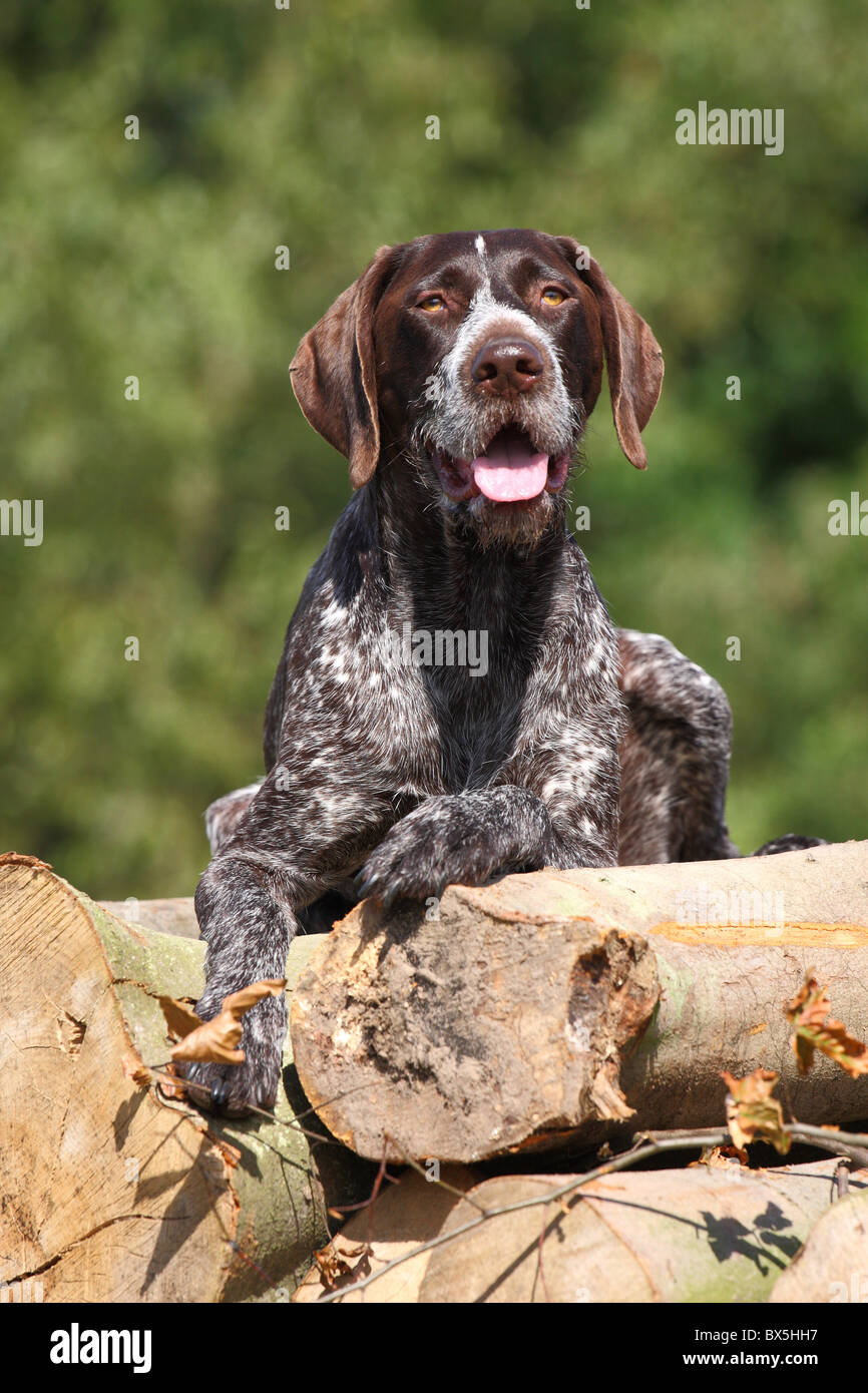 German wirehaired Pointer Stock Photo - Alamy